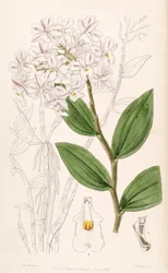 Dendrobium mutabile (jako syn. Dendrobium triadenium)